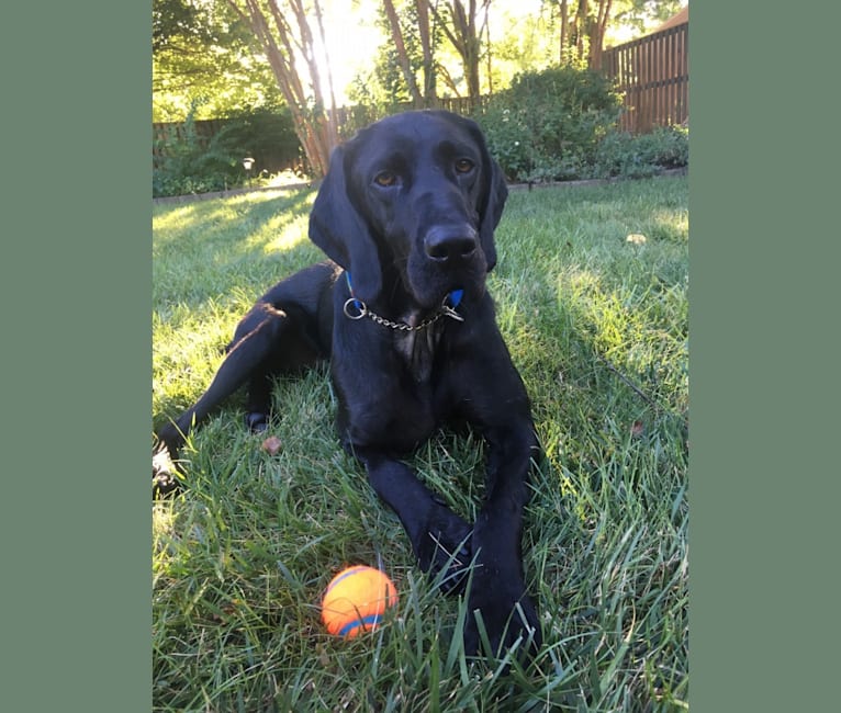 Arlo, a Labrador Retriever and Irish Setter mix tested with EmbarkVet.com