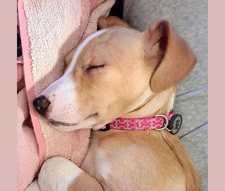 Mountain cur rat terrier hot sale mix