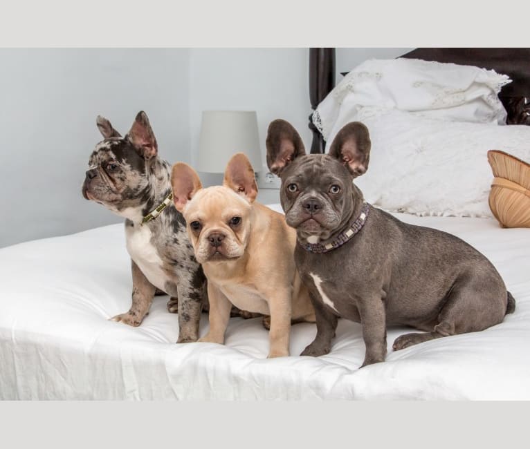 Claude, a French Bulldog tested with EmbarkVet.com