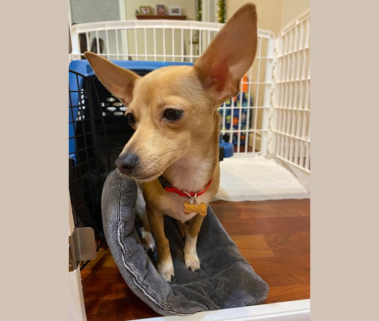 Photo of Oliver, a Chihuahua, Poodle (Small), and Mixed mix in Eugene, OR, USA