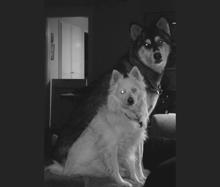 Romeo, an American Eskimo Dog tested with EmbarkVet.com