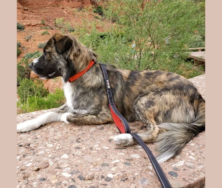 Brindle Great Pyrenees German Shepherd Mix Brindle Great Pyrenees 2025