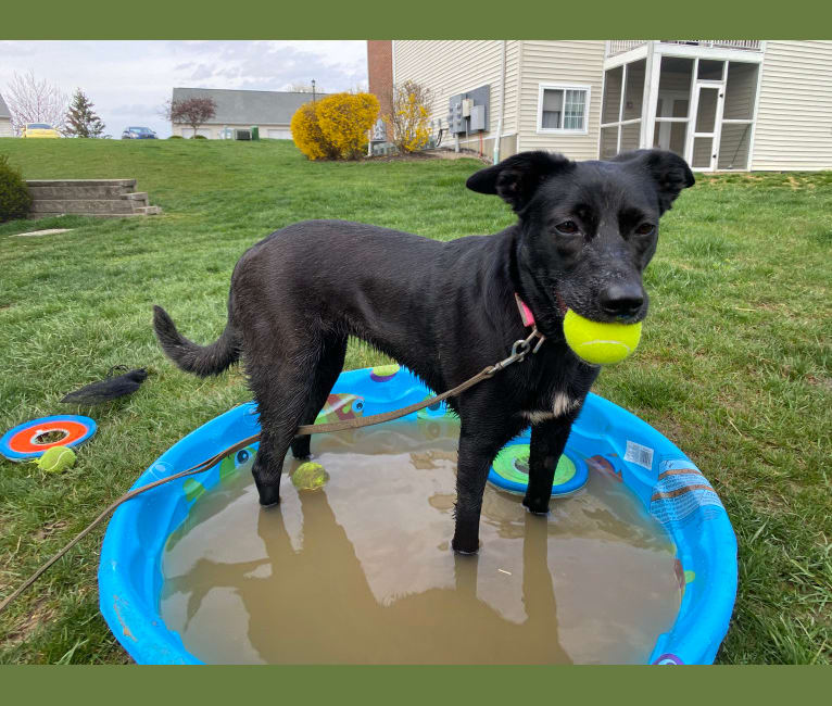 Nala, a Border Collie and American Pit Bull Terrier mix tested with EmbarkVet.com
