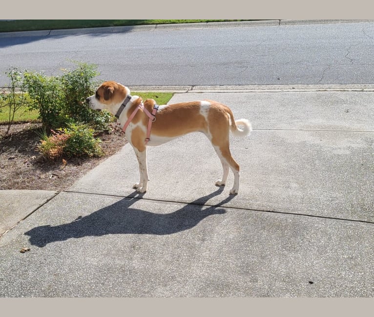 Photo of Peaches, a Saint Bernard and American Pit Bull Terrier mix in Georgia, USA