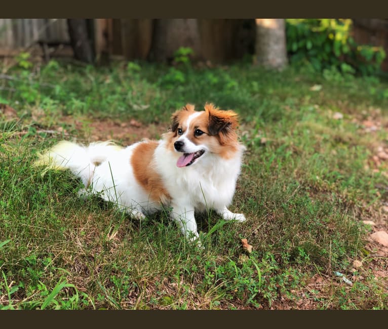 Mary Jane, a Pomeranian and Russell-type Terrier mix tested with EmbarkVet.com