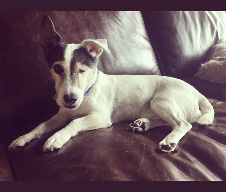 Frankie, a Russell-type Terrier and Smooth Fox Terrier mix tested with EmbarkVet.com