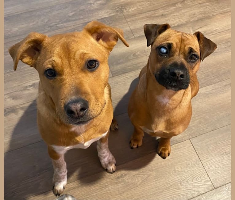 Pitbull pomeranian chihuahua mix outlet