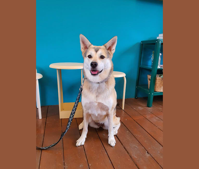 Doyoon, a Japanese or Korean Village Dog and Jindo mix tested with EmbarkVet.com