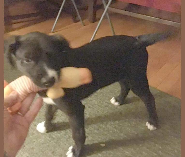 Buddy, an American Pit Bull Terrier and Australian Cattle Dog mix tested with EmbarkVet.com