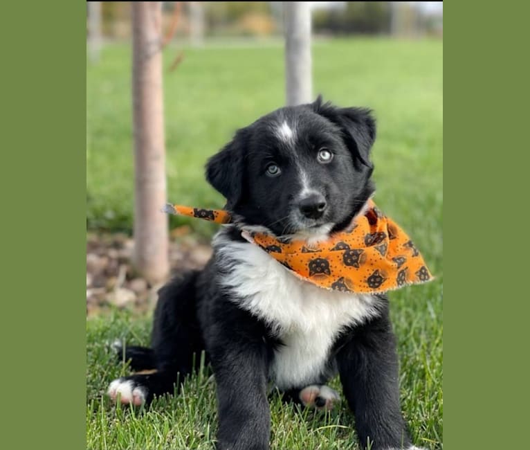 Levi, an Australian Shepherd and German Shepherd Dog mix tested with EmbarkVet.com