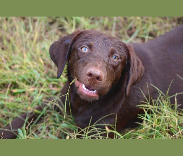 Indi, a Labrador Retriever tested with EmbarkVet.com