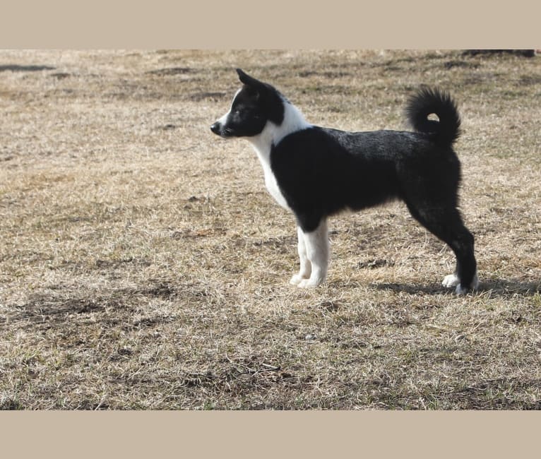 Nalle, a Karelian Bear Dog tested with EmbarkVet.com