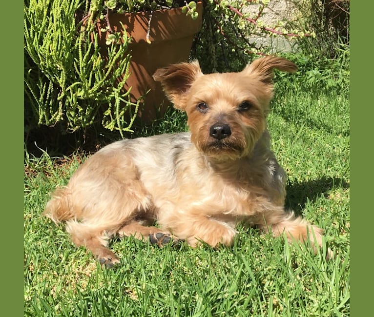 Shadow, a Yorkshire Terrier tested with EmbarkVet.com