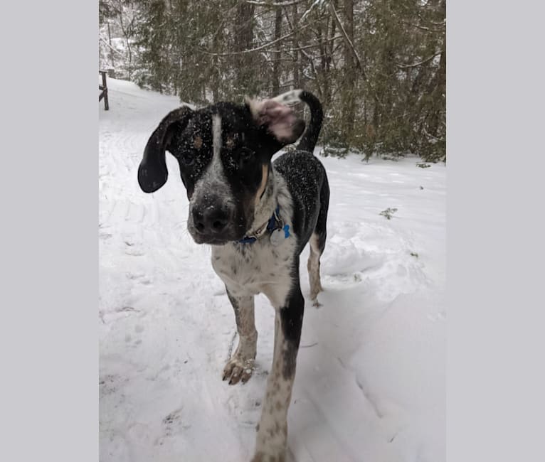 Crick, a Border Collie and Bluetick Coonhound mix tested with EmbarkVet.com