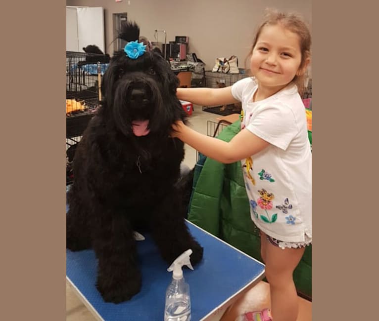 Choppa, a Black Russian Terrier tested with EmbarkVet.com
