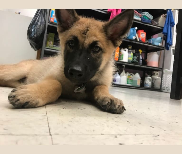 Embark Dog Dna Test Breed