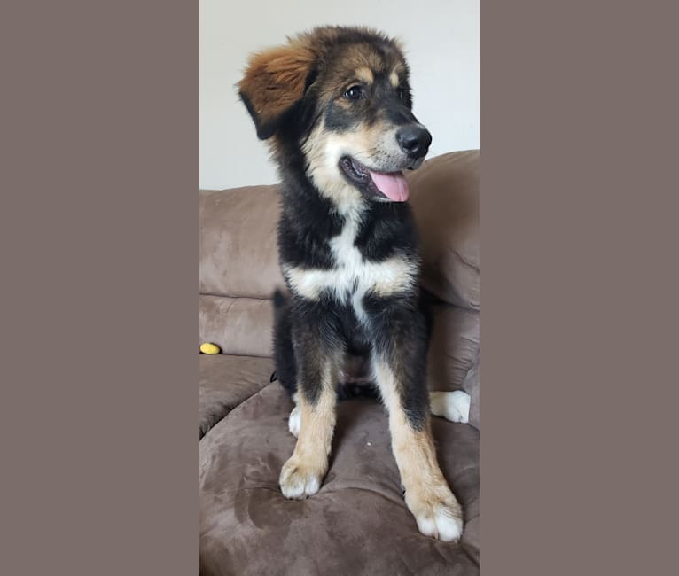 Athena, an Alaskan Malamute and Bernese Mountain Dog mix tested with EmbarkVet.com