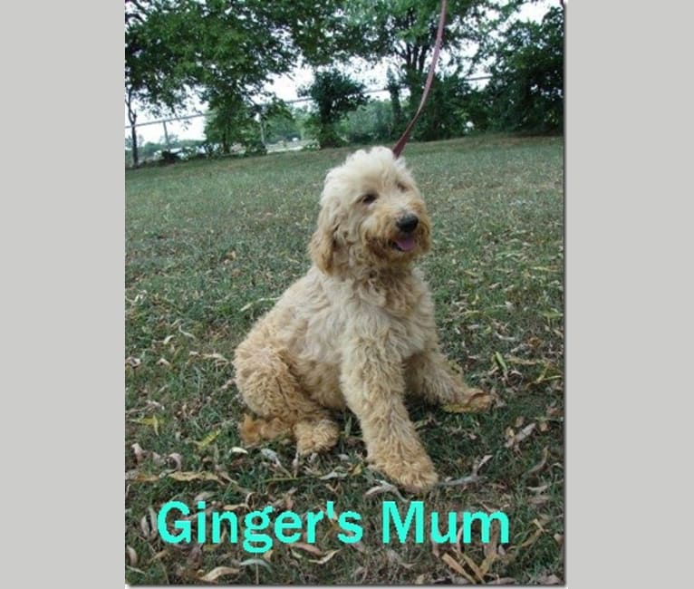 Ginger, a Goldendoodle tested with EmbarkVet.com