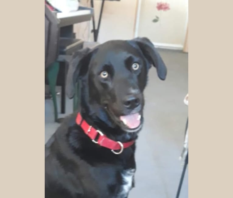 christal, a Golden Retriever and Australian Cattle Dog mix tested with EmbarkVet.com