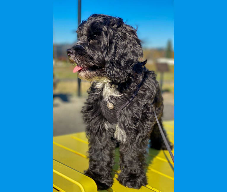 Photo of Finnegan, a Cockapoo  in Christmas Valley, OR, USA