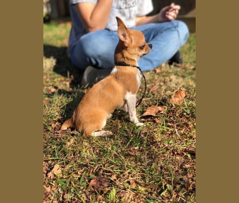 Photo of Joey, a Chihuahua 