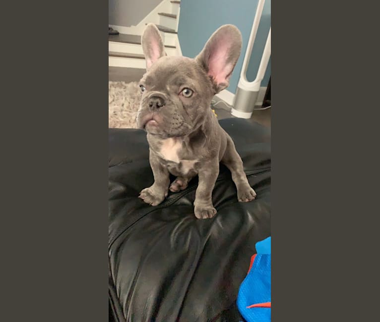 Nardo, a French Bulldog tested with EmbarkVet.com