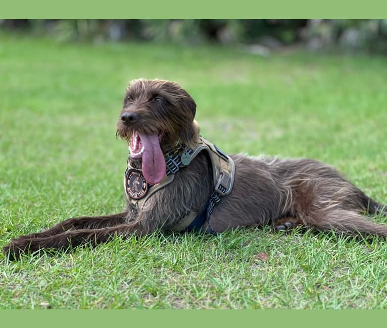 Hattie, a Pudelpointer tested with EmbarkVet.com