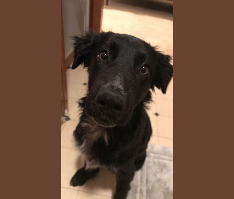 Sako, a Border Collie and Australian Cattle Dog mix tested with EmbarkVet.com