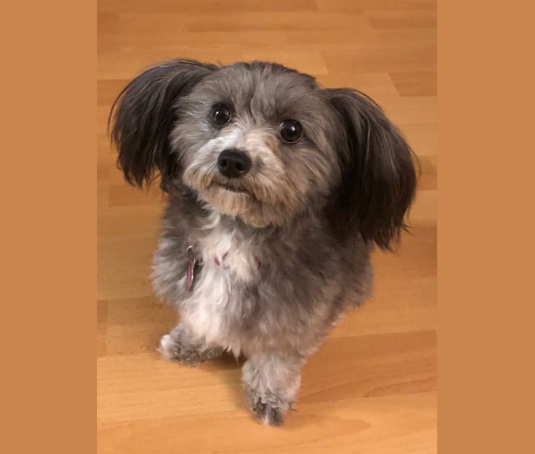 Papillon shih tzu mix sales pictures