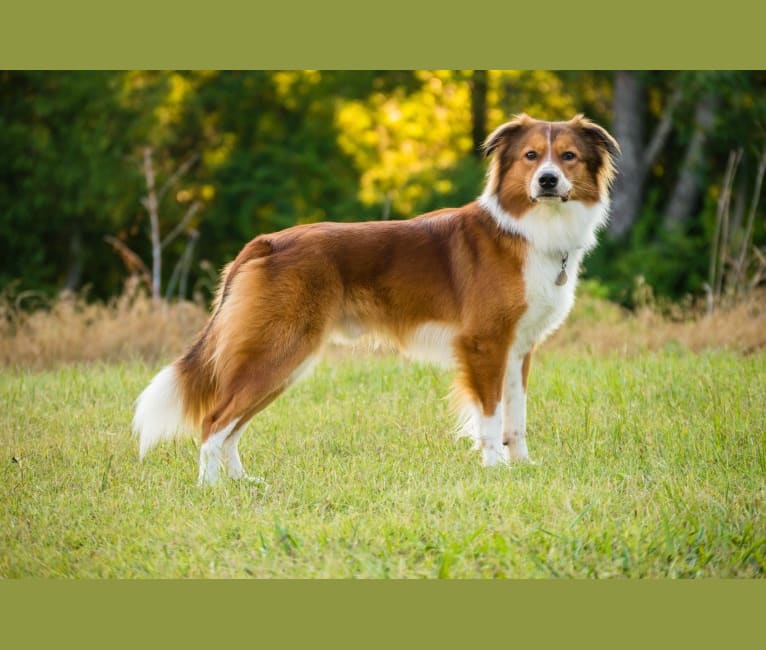 Mac, an English Shepherd tested with EmbarkVet.com