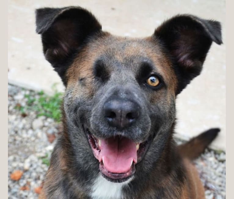 Bethsaida, a German Shepherd Dog and American Pit Bull Terrier mix tested with EmbarkVet.com
