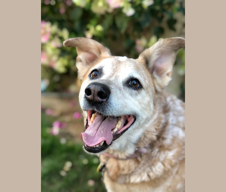 Bindee Rose, an Australian Cattle Dog and Border Collie mix tested with EmbarkVet.com