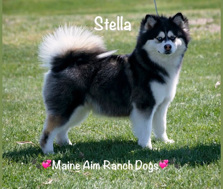 Photo of Stella, a Siberian Husky and Pomeranian mix in Iowa, USA