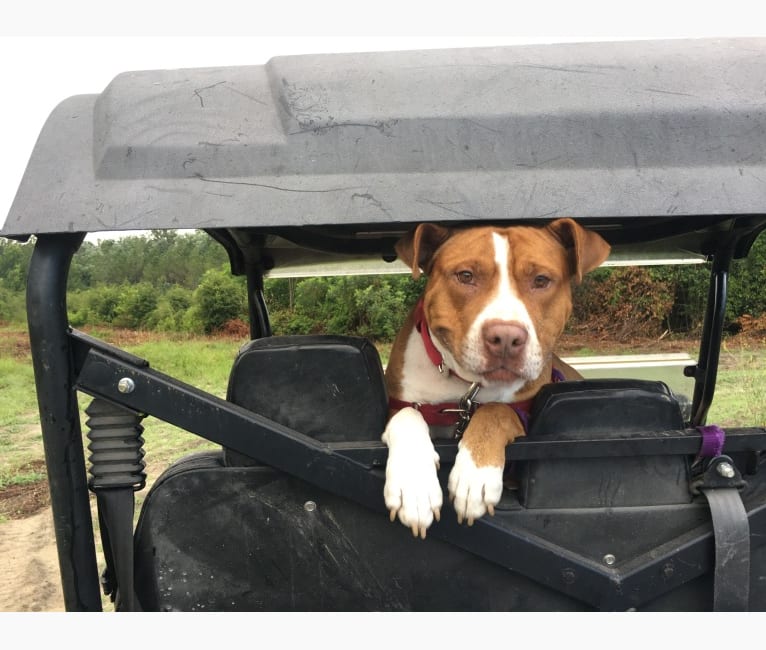 Buddy, an American Pit Bull Terrier and American Bulldog mix tested with EmbarkVet.com