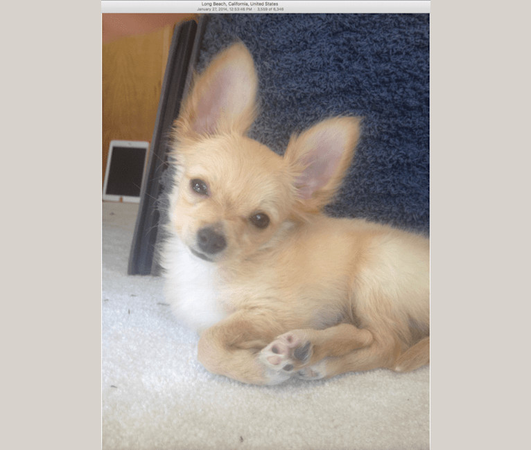 L'il Critter, a Chihuahua tested with EmbarkVet.com