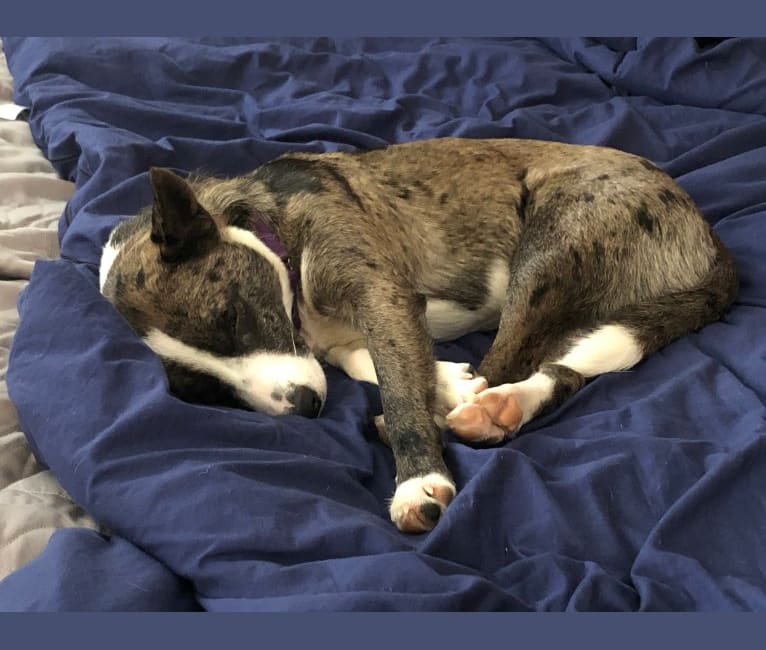 May, a Border Collie and Russell-type Terrier mix tested with EmbarkVet.com