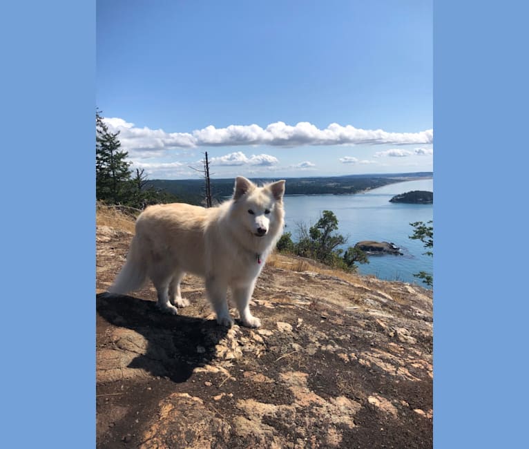 Photo of Mona, a German Shepherd Dog, Samoyed, Siberian Husky, Alaskan Malamute, and Mixed mix in Shoreline, Washington, USA