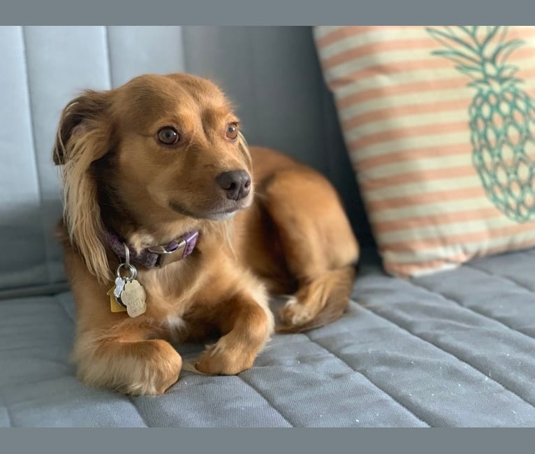 Embark Dog DNA Test Breed