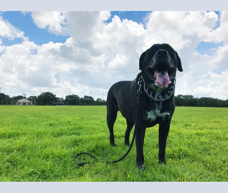 Hank, a Saint Bernard and Cane Corso mix tested with EmbarkVet.com