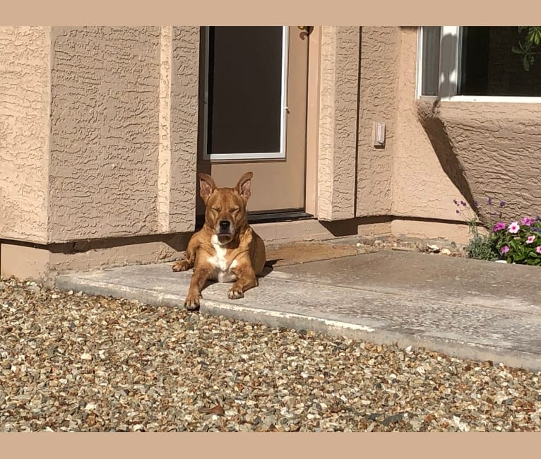 Photo of Dana, an American Pit Bull Terrier, Chow Chow, and Mixed mix in Arizona, USA