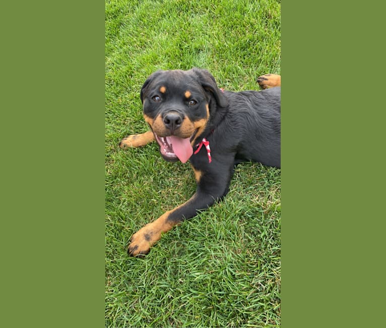 Lochavens Oakley, a Rottweiler tested with EmbarkVet.com