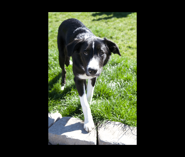 Photo of Milo, a Border Collie  in Eagle Point, OR, USA