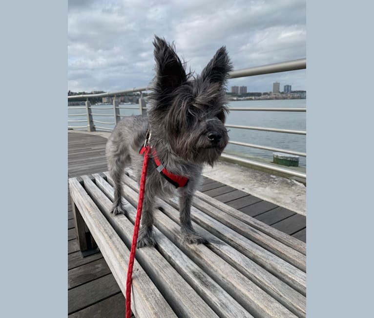 Photo of Jackson Miller, a West Highland White Terrier, Chihuahua, Pekingese, and Poodle (Small) mix in New York, New York, USA