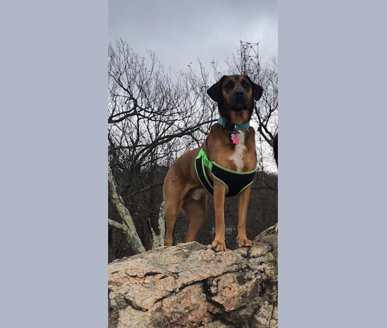 Photo of Rufus, a Rottweiler, Beagle, Bluetick Coonhound, Golden Retriever, and Labrador Retriever mix in Virginia, USA