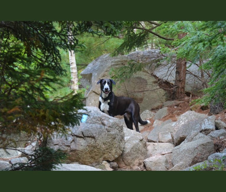 Bert, an American Pit Bull Terrier and German Shepherd Dog mix tested with EmbarkVet.com