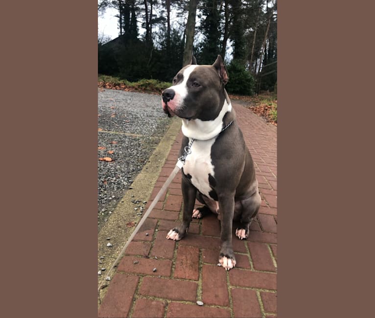 Halo, an American Bully tested with EmbarkVet.com