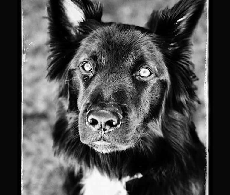 Indiana, a Border Collie and German Shepherd Dog mix tested with EmbarkVet.com