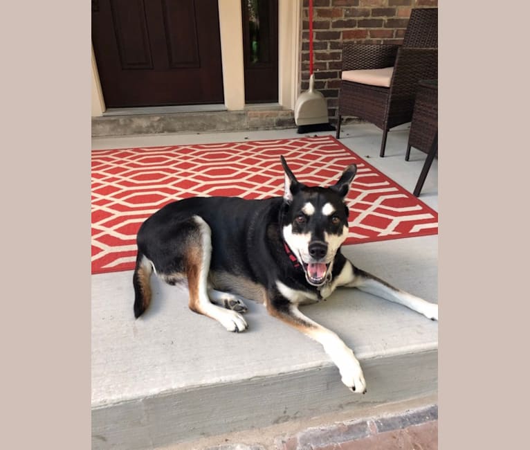 Diesel, a Siberian Husky and Rottweiler mix tested with EmbarkVet.com