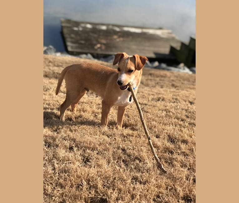 Photo of Decoy, a Cocker Spaniel, Rat Terrier, Lhasa Apso, Chihuahua, and Mixed mix in Norfolk, VA, USA
