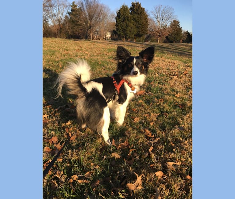 Butters, a Papillon tested with EmbarkVet.com